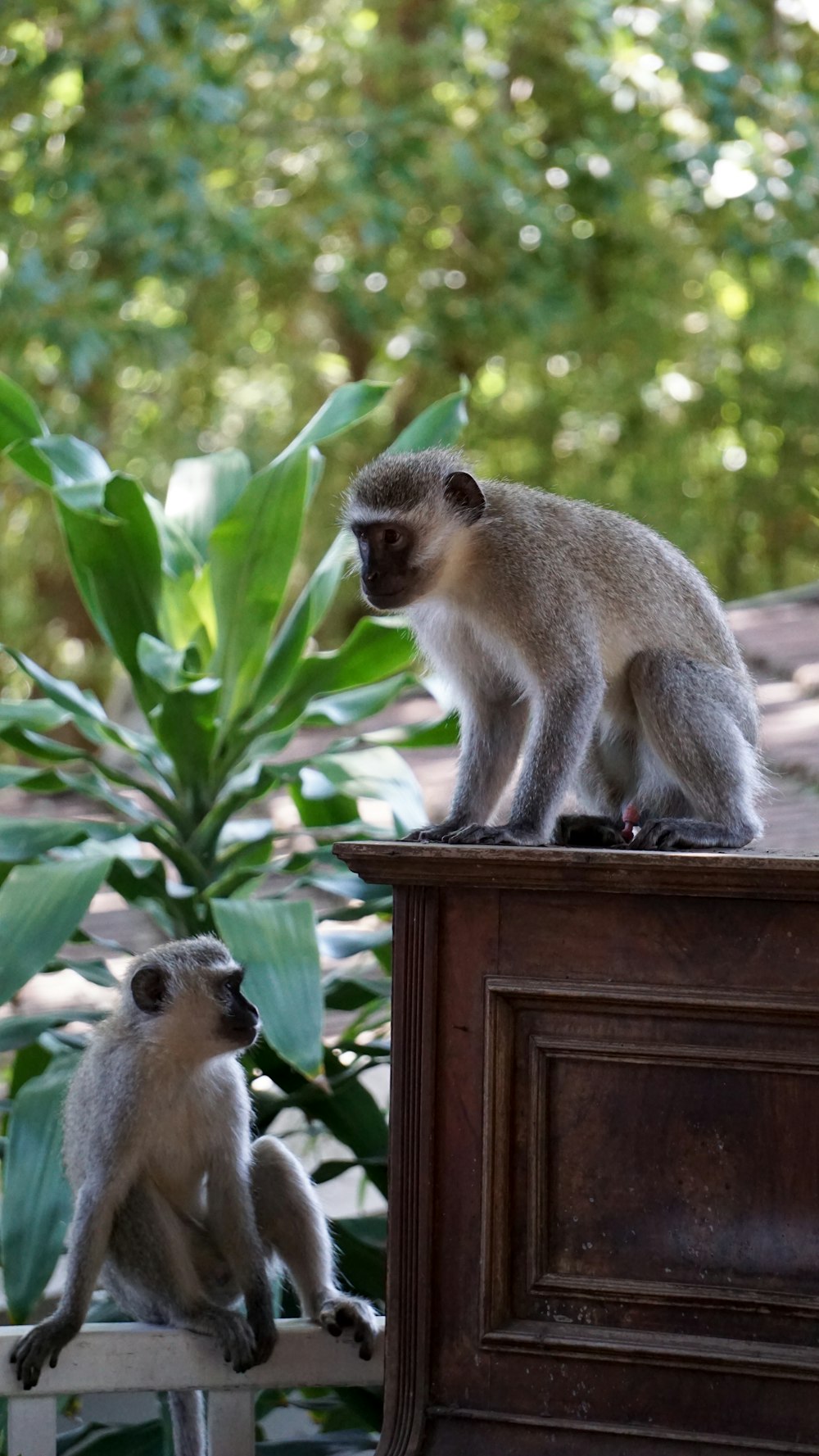 two primates on cabinet