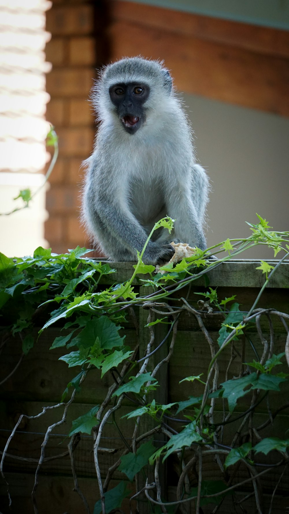 gray monkey near gray surface