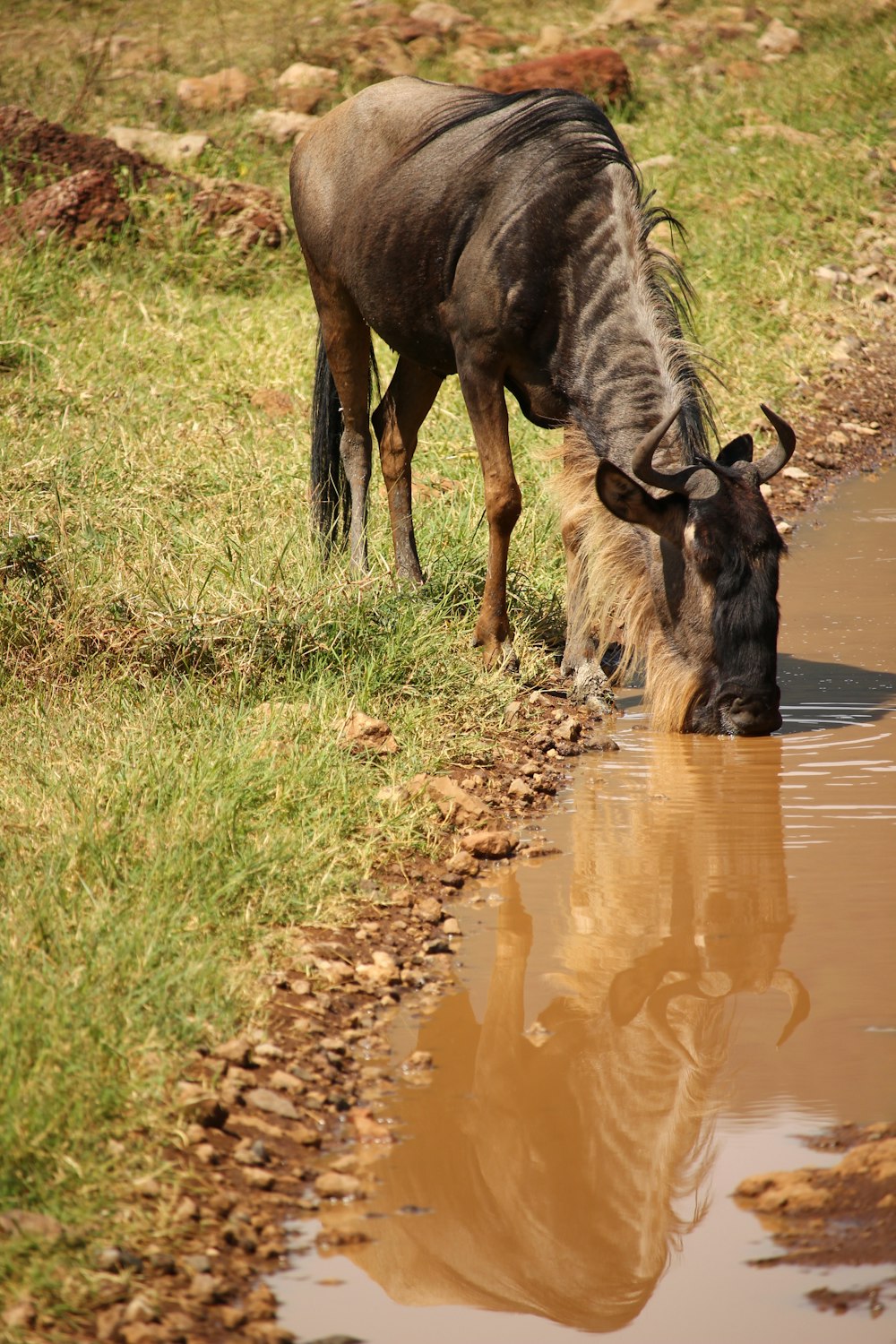 black and white buffalo drinking water during daytime