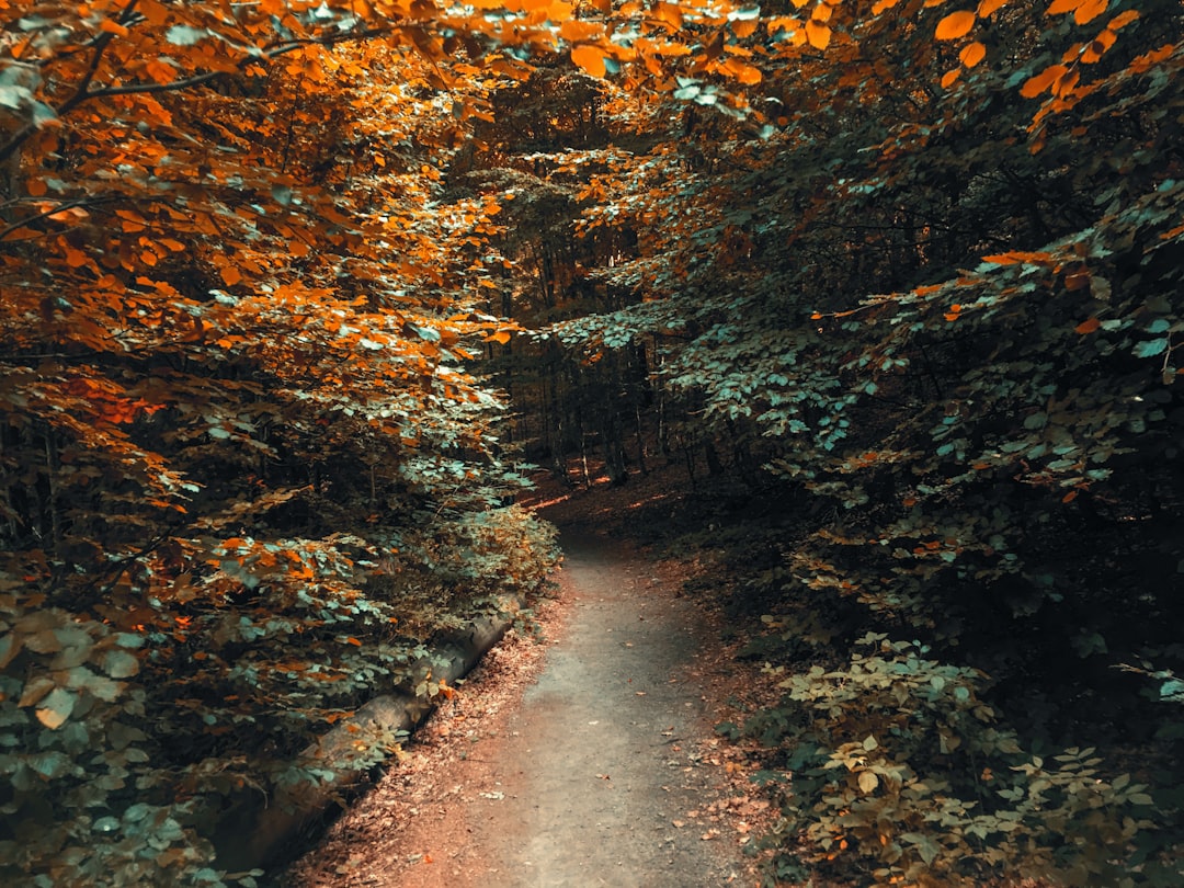 Forest photo spot DJ113A Sinaia