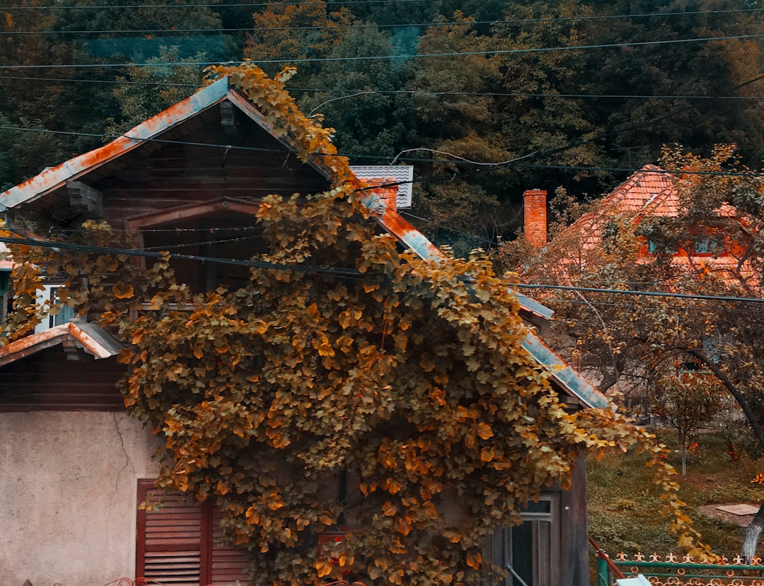 yellow plant on house