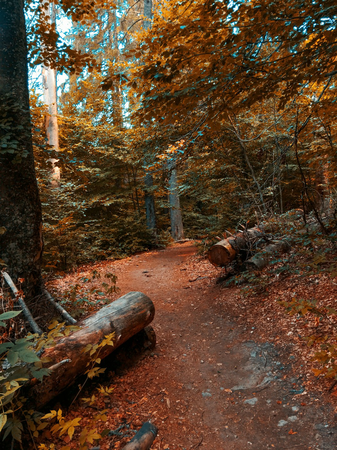 chopped tree log at the forst