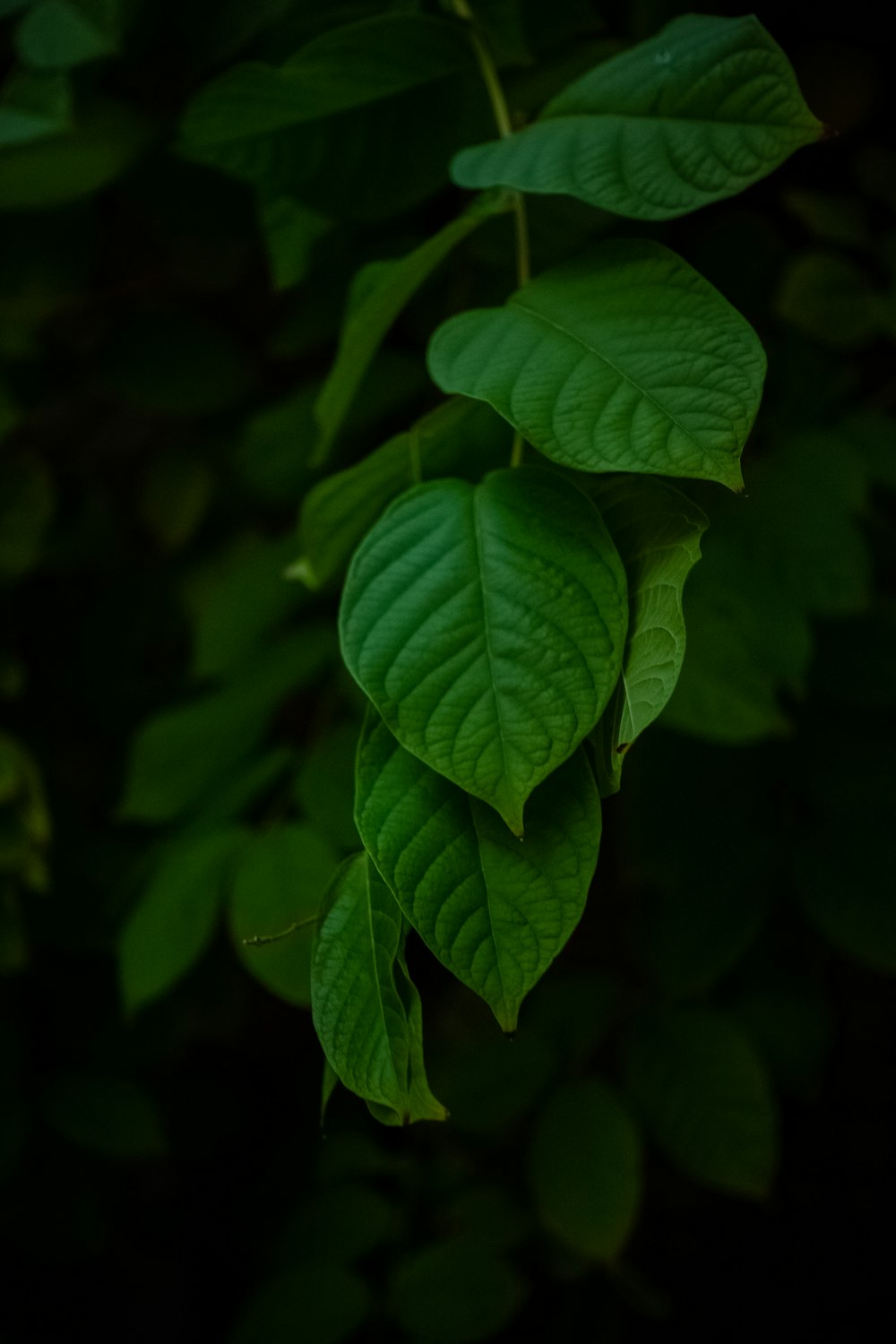 green-leafed plants