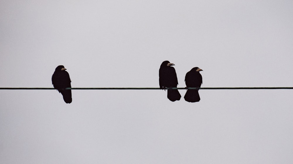 three birds pearching on string