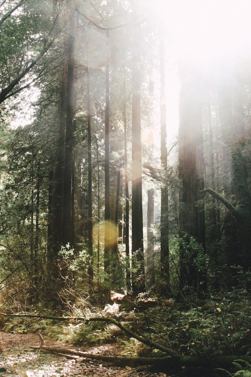 green forest surrounded with fogs