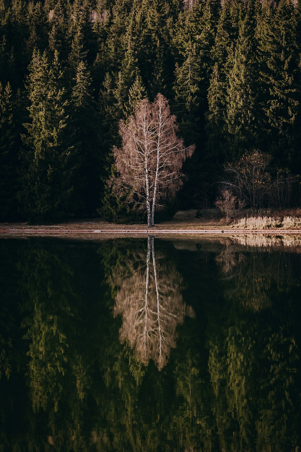 reflection of tree on the river