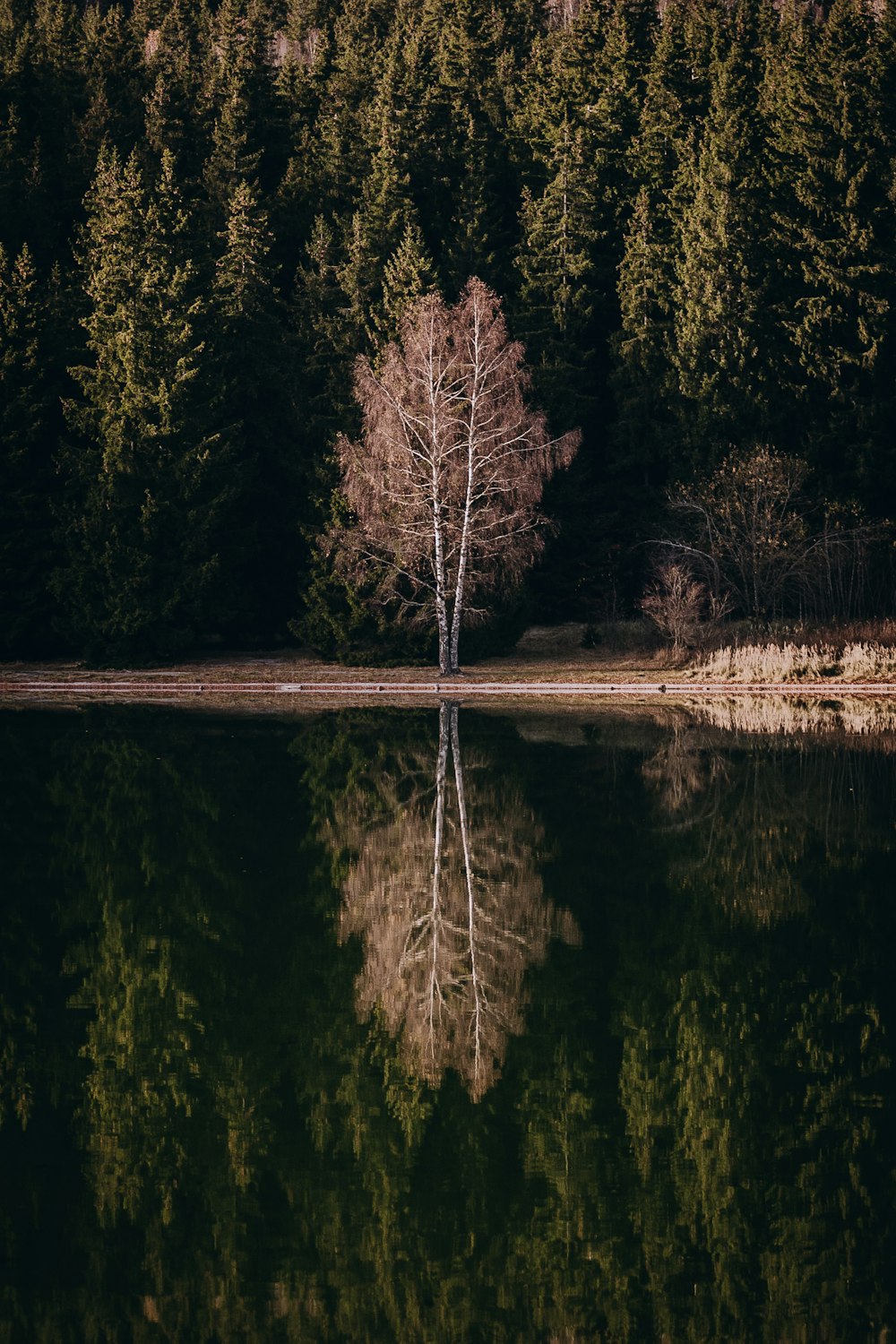 reflexo da árvore no rio