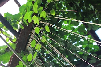 A shade net house casting dappled light over rows of vibrant crops.