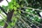 A canopy of vibrant green leaves interwoven with thin strings or wires, set against a metal frame structure. Sunlight filters through the foliage, creating patterns of light and shadow.