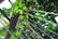 A canopy of vibrant green leaves interwoven with thin strings or wires, set against a metal frame structure. Sunlight filters through the foliage, creating patterns of light and shadow.
