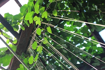 A canopy of vibrant green leaves interwoven with thin strings or wires, set against a metal frame structure. Sunlight filters through the foliage, creating patterns of light and shadow.