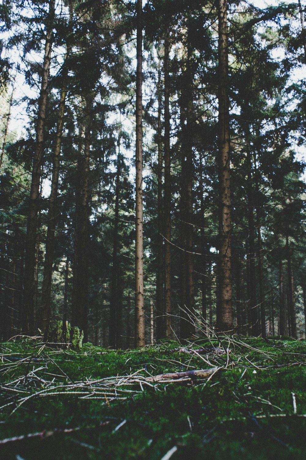 tall tress and green grasses