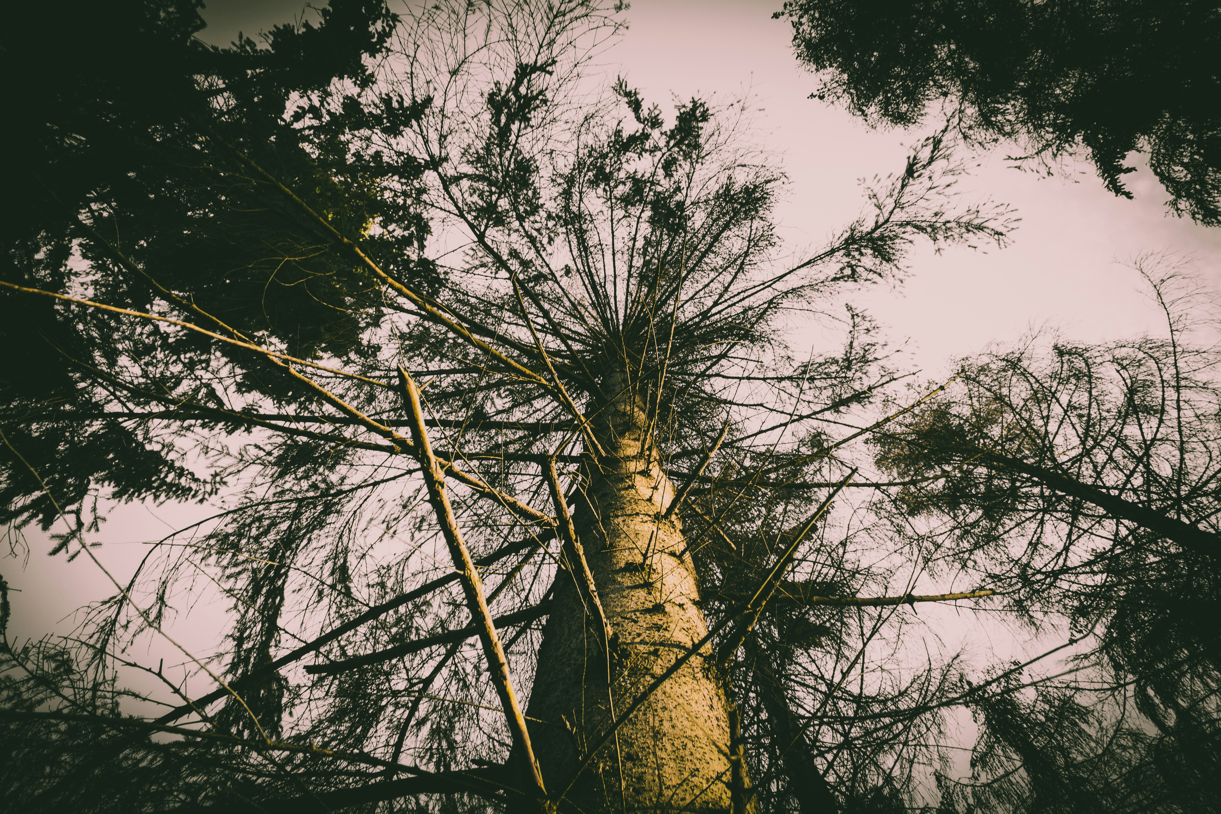 low angle photography of tall tree during daytime