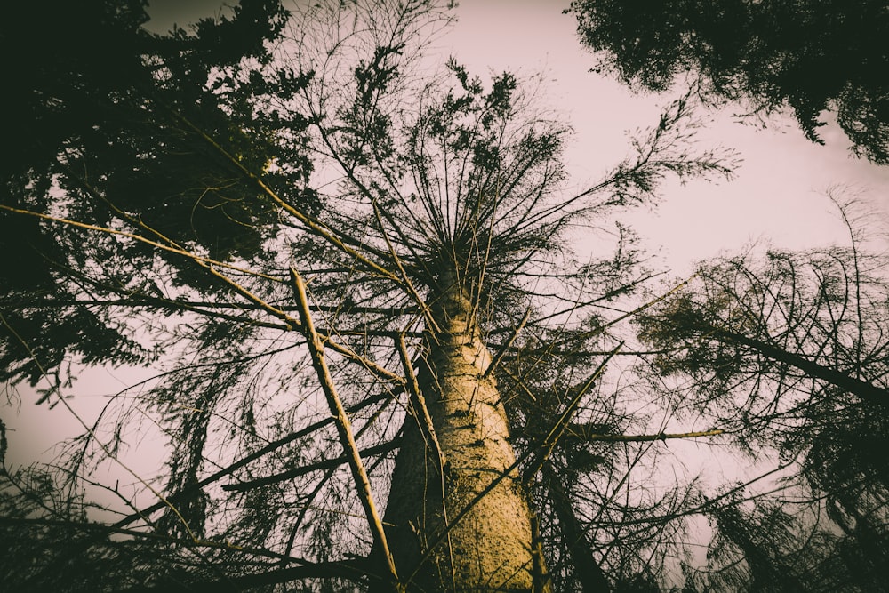 low angle photography of tall tree during daytime