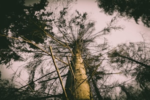 low angle photography of tall tree during daytime