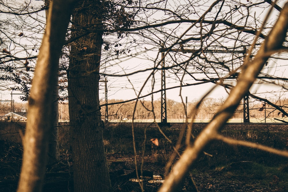 bare trees during golden hour