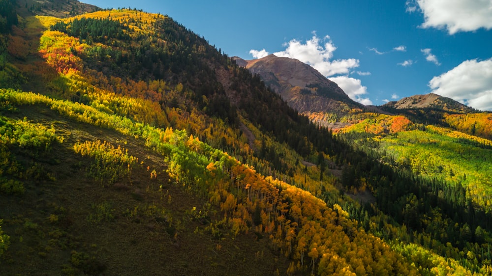 fond d’écran de montagne d’herbe verte