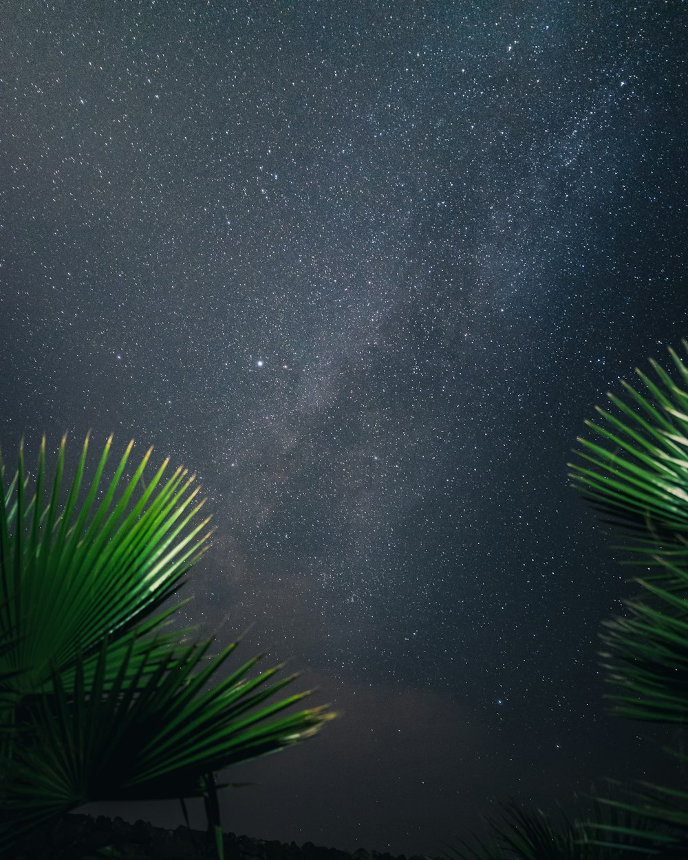 green leaf tree under black sky during nighttime