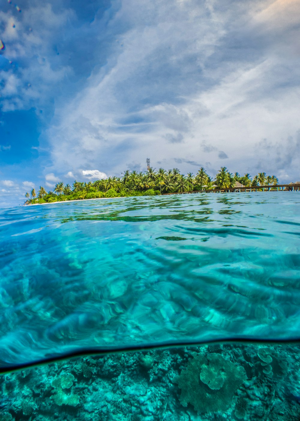 alberi a foglia verde circondati da specchi d'acqua durante il giorno