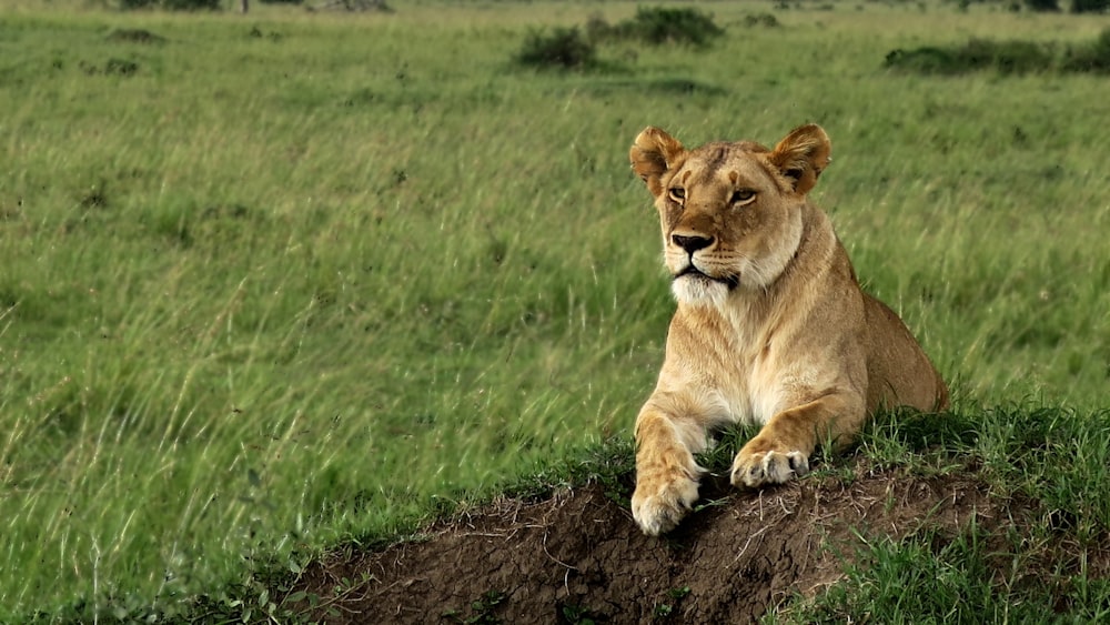 brown lion sitting on ground