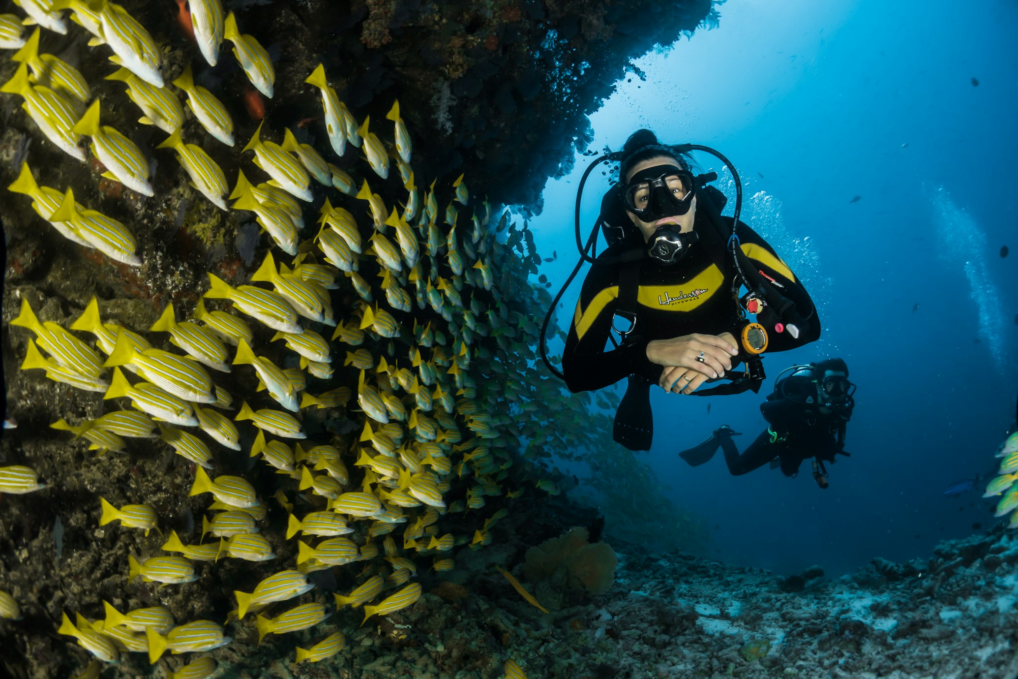2 men scuba diving with yellow fish