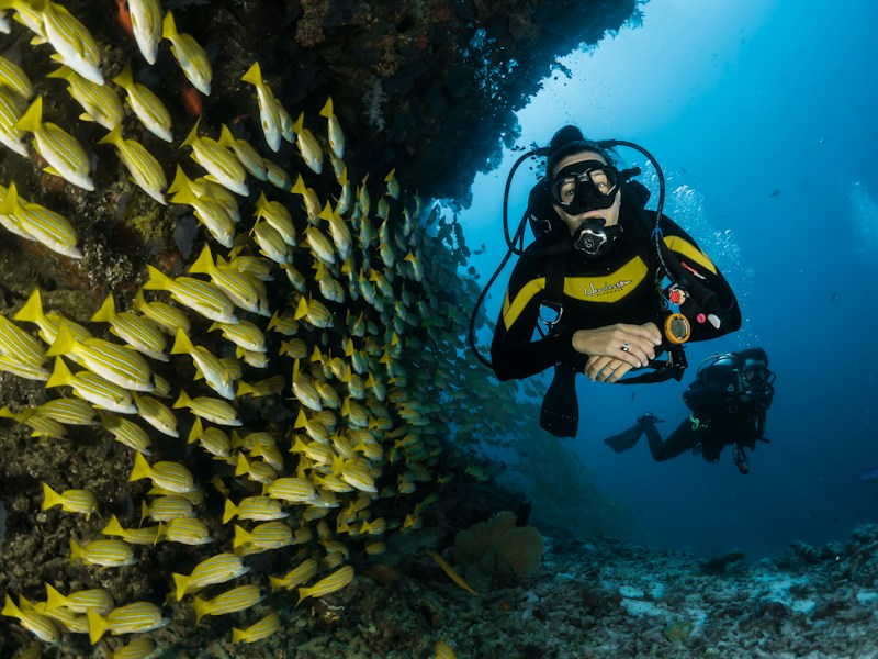 Tour Snorkel en Akumal con Tortugas