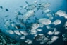 silver fishes underwater