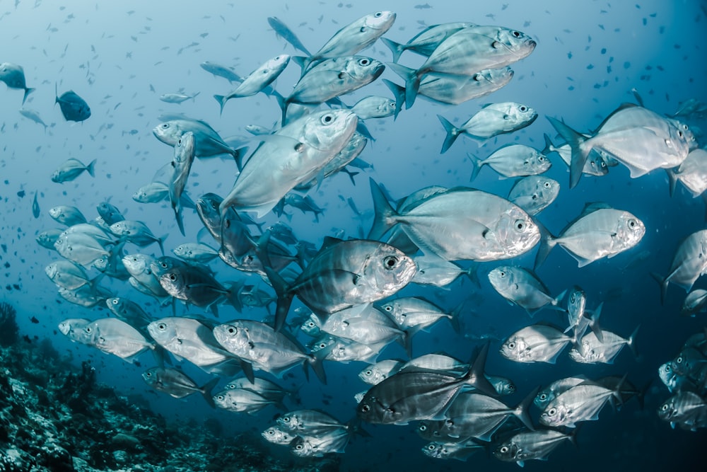 peixes prateados debaixo d'água