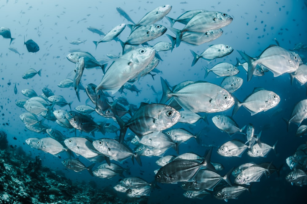 peces plateados bajo el agua