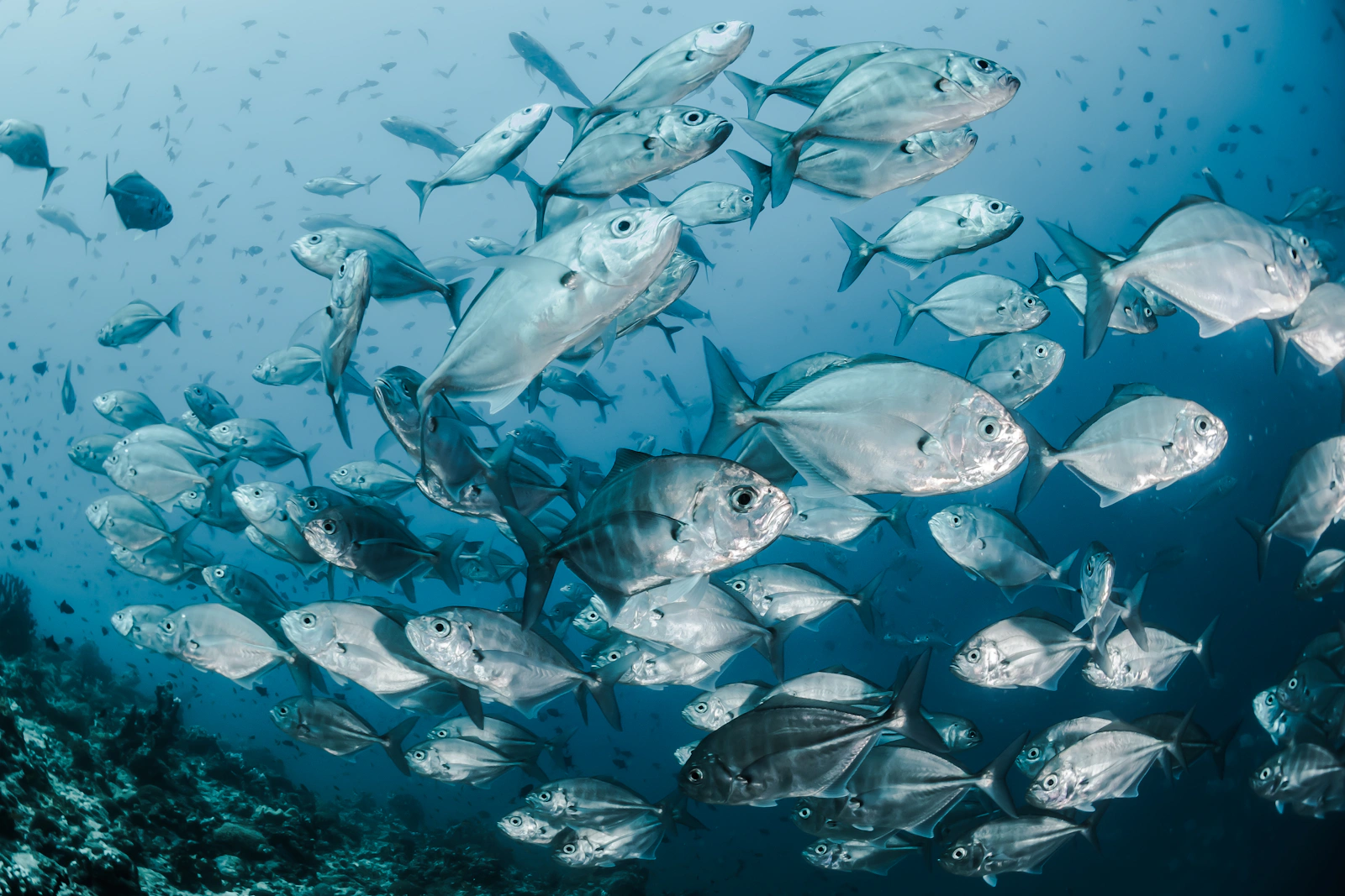 Colourful tropical fish and coral reef during scuba diving in Andaman Islands