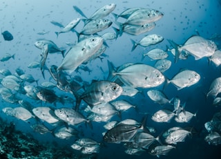 silver fishes underwater