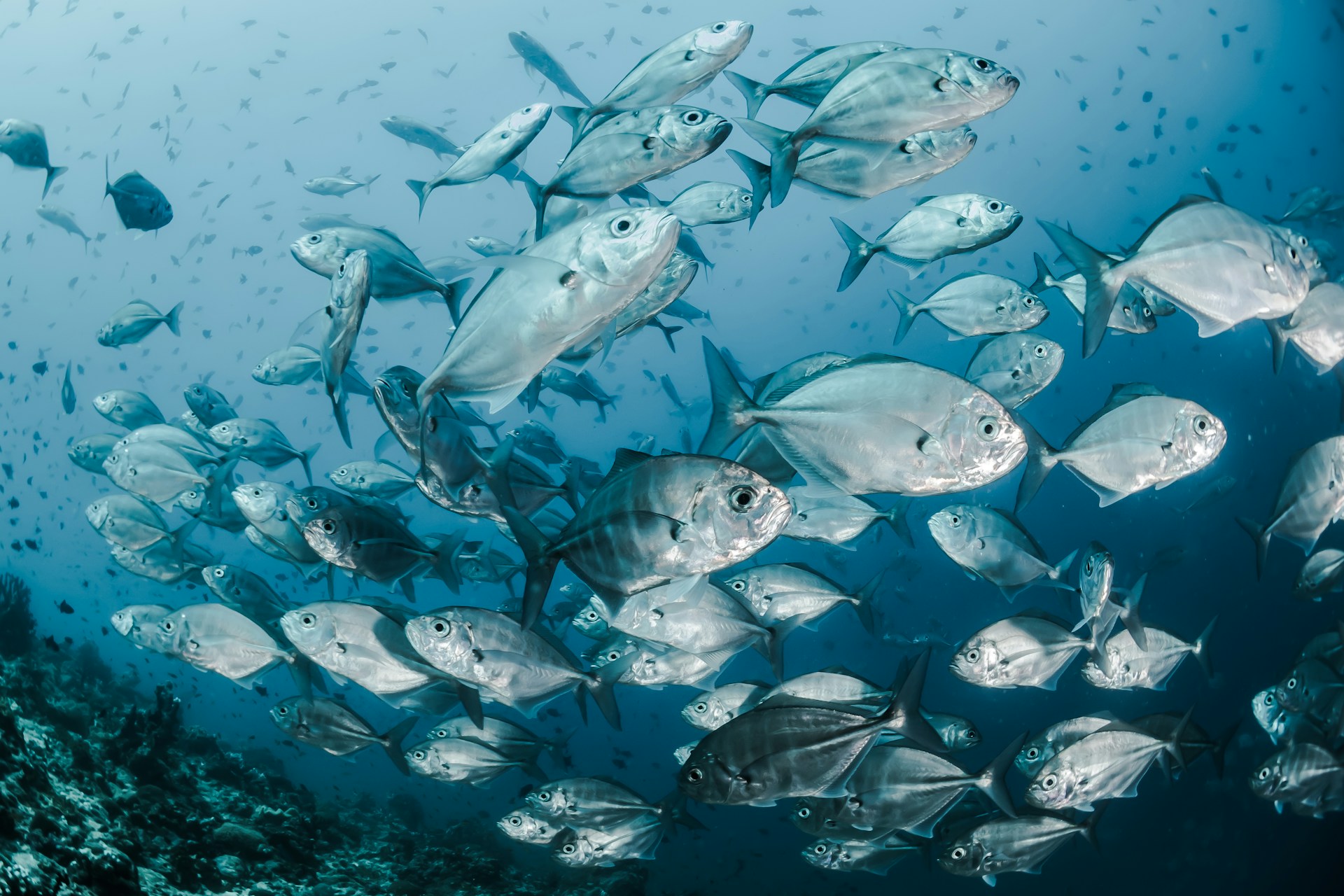 ダイビング中に見た魚の名前を調べる!同定の方法