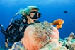female diver near sea sponge during daytime