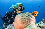 A scuba diver is underwater, surrounded by vibrant marine life. The diver is wearing a black wetsuit and mask, swimming alongside orange and white fish near a large pink sea anemone nestled in a coral reef. The ocean water is a deep blue, and additional small fish are visible in the background.