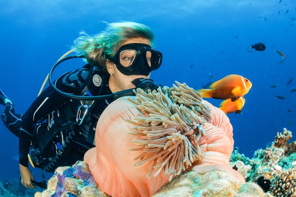 A scuba diver is underwater, surrounded by vibrant marine life. The diver is wearing a black wetsuit and mask, swimming alongside orange and white fish near a large pink sea anemone nestled in a coral reef. The ocean water is a deep blue, and additional small fish are visible in the background.
