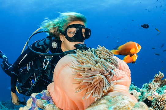 A scuba diver is underwater, surrounded by vibrant marine life. The diver is wearing a black wetsuit and mask, swimming alongside orange and white fish near a large pink sea anemone nestled in a coral reef. The ocean water is a deep blue, and additional small fish are visible in the background.