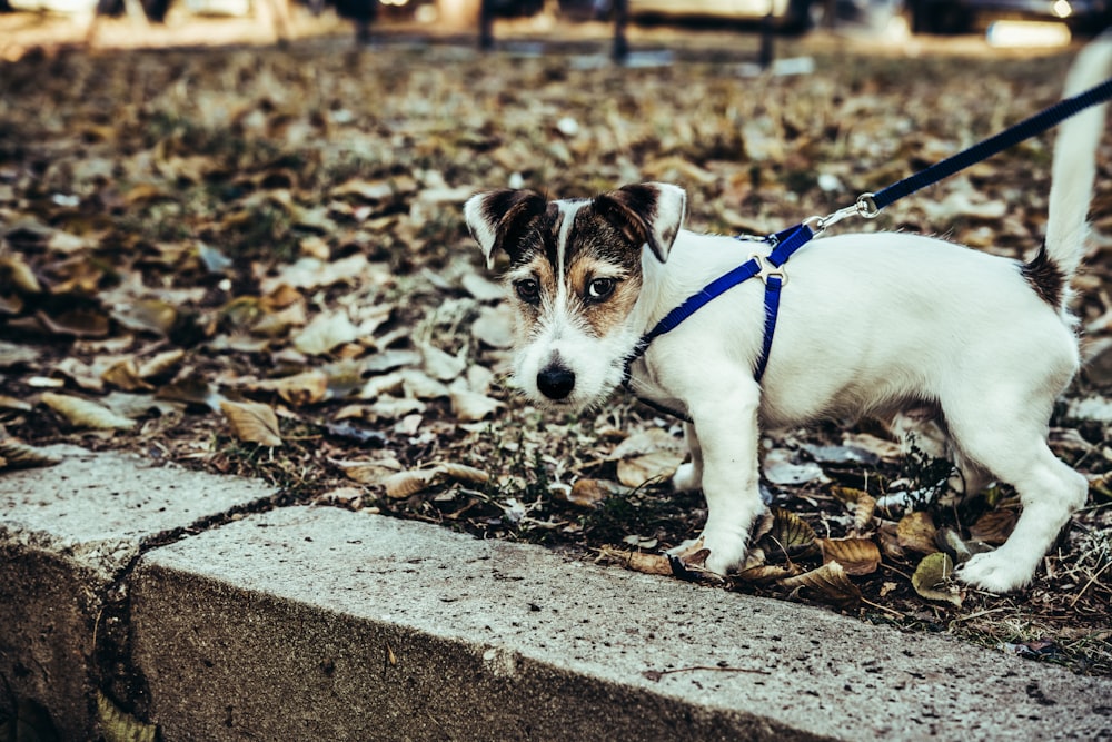 white and brown puppy on field