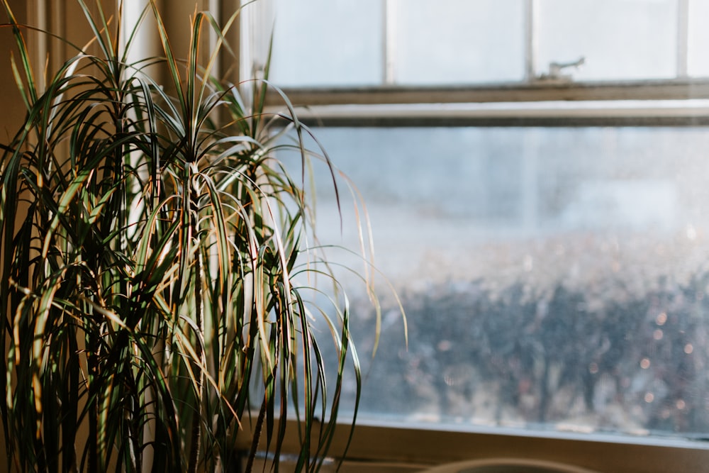 green-leafed plant