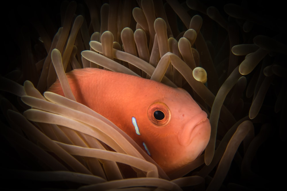 fish hiding at sea anemone photo