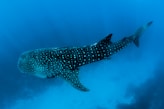 underwater photography of black fish