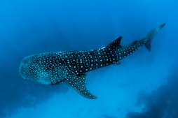 whale shark sailing adventure