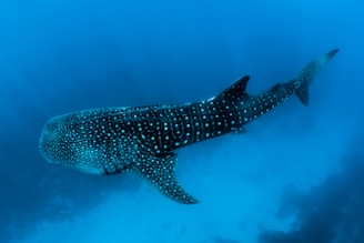A large whale shark swims gracefully in deep blue ocean waters. The shark's distinctive gray skin is covered with white spots and stripes, making it stand out against the marine backdrop. The ocean floor and minimal light filters create an almost tranquil, serene environment.