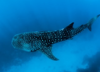 underwater photography of black fish