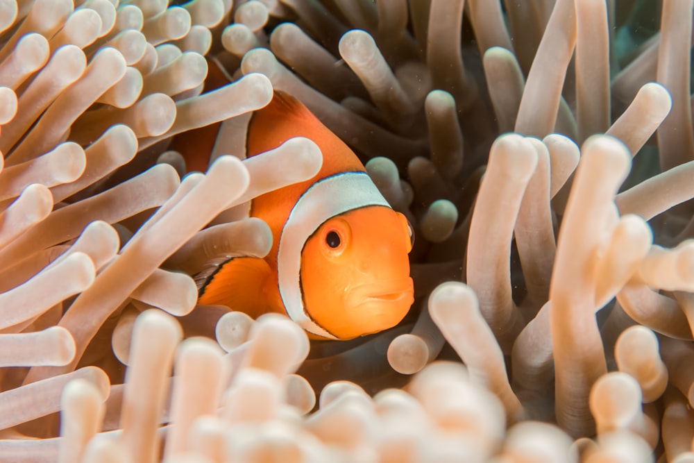 orangefarbene und weiße Clownfische, die sich in Seeanemone verstecken