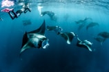 grey-and-black stingray in underwater photography