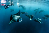 grey-and-black stingray in underwater photography
