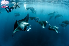 grey-and-black stingray in underwater photography