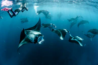 grey-and-black stingray in underwater photography