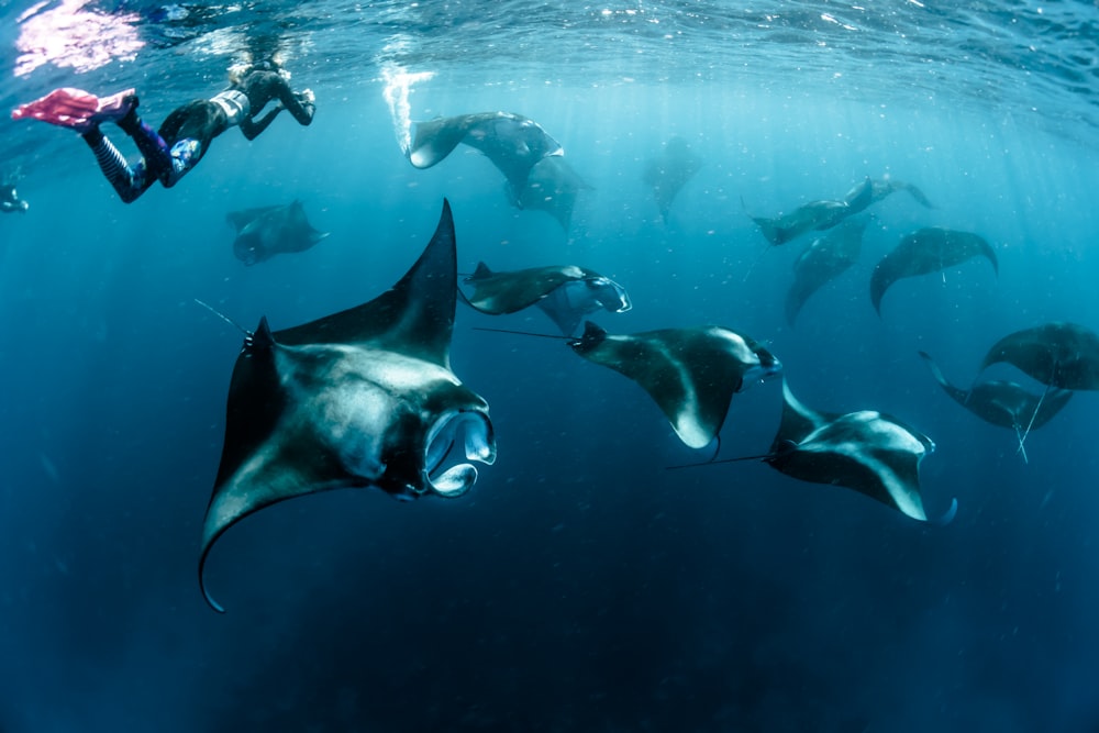 水中写真の灰色と黒のアカエイ