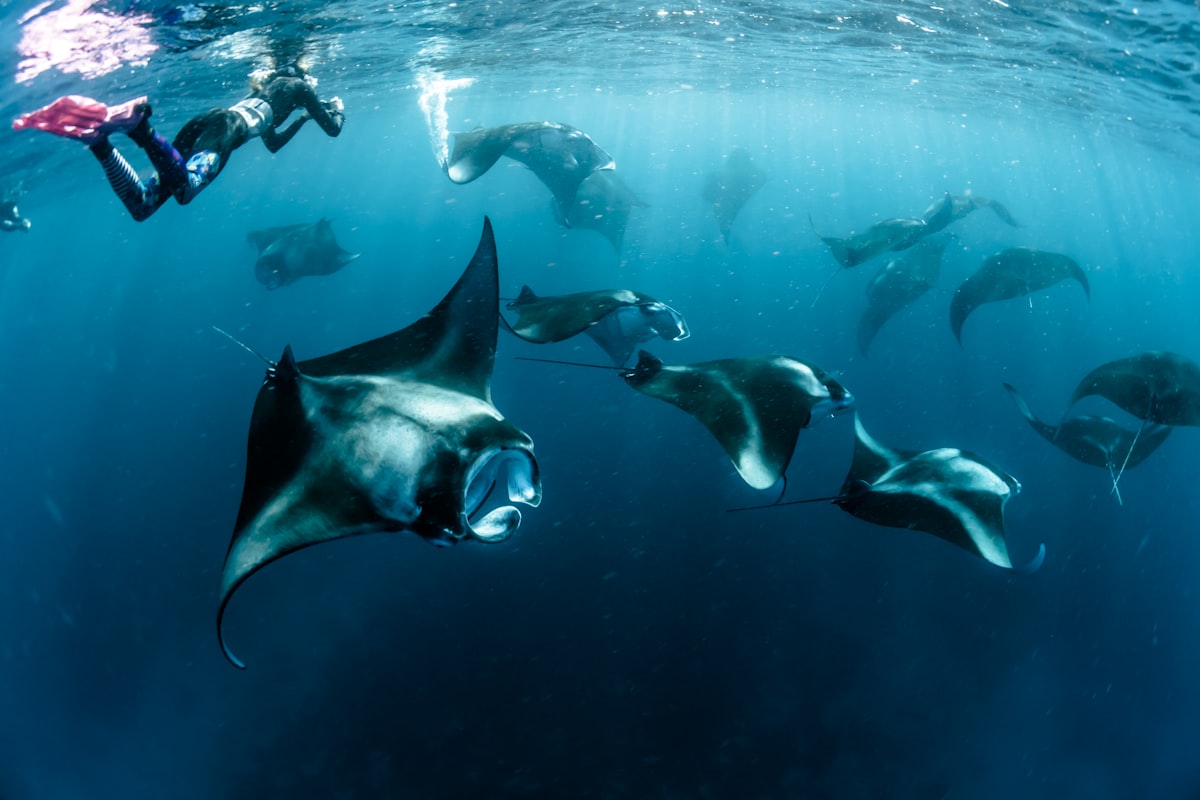 Manta snorkeling